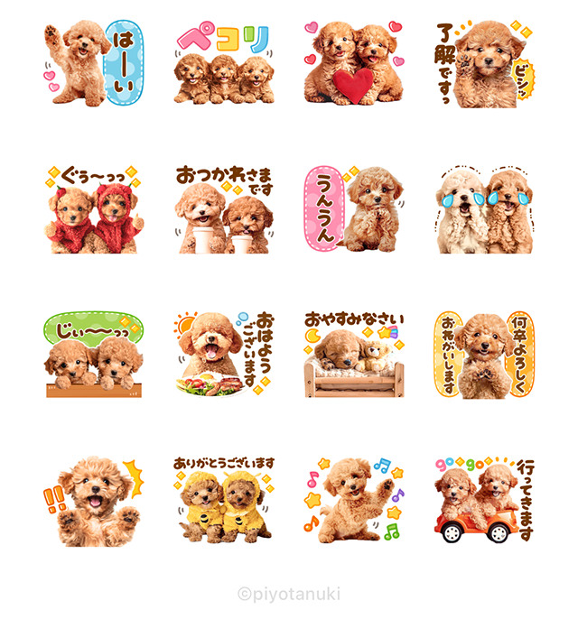 【無料】トイプー × 選べるニュース【LINEスタンプ】